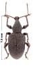 Otiorhynchus sp.